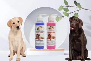 SWACCH Premium Shampoo for Labrador (200ML) (Combo Pack of 2) Lavender & Rose