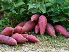 Sakkargandi-Sweet Potato | 500 Gms