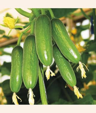 Fern Gardens High Yield Rare Salad Cucumber Seeds 10 Seeds Pack for Home Garden