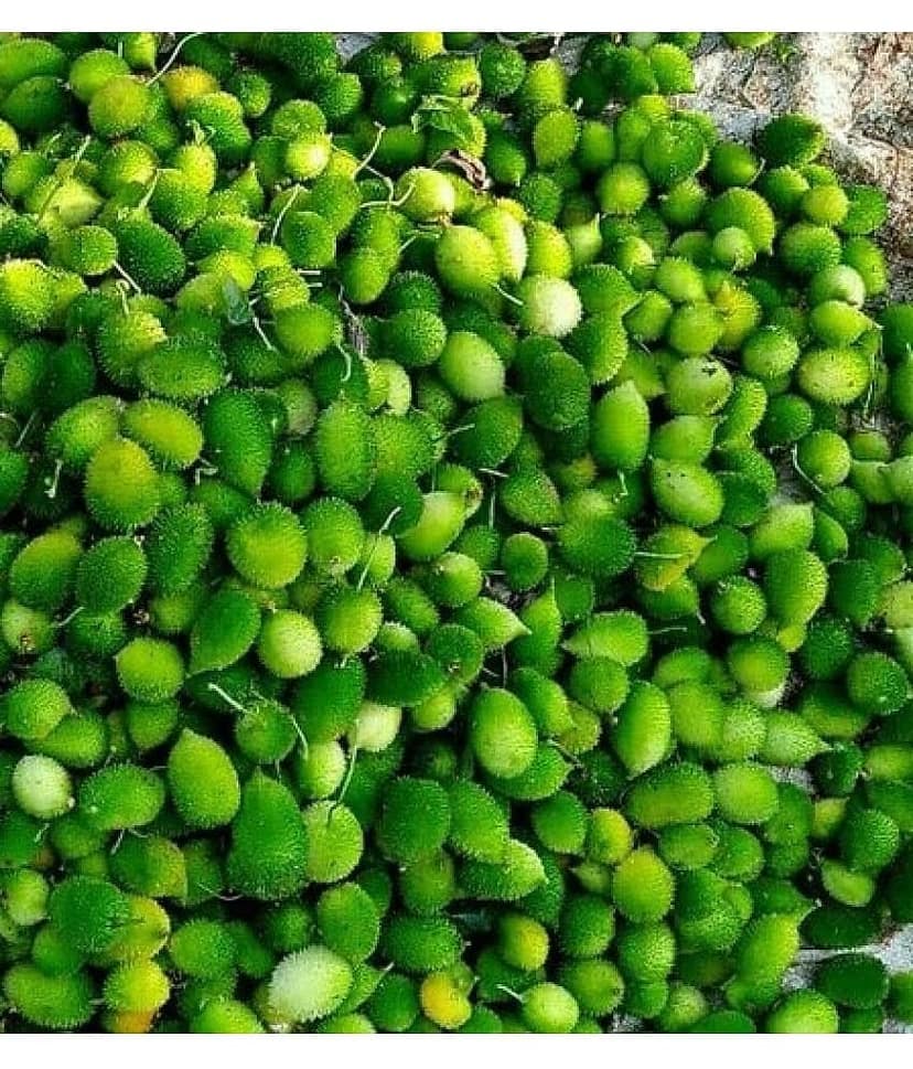 homeagro - Kantola Vegetable ( 20 Seeds )