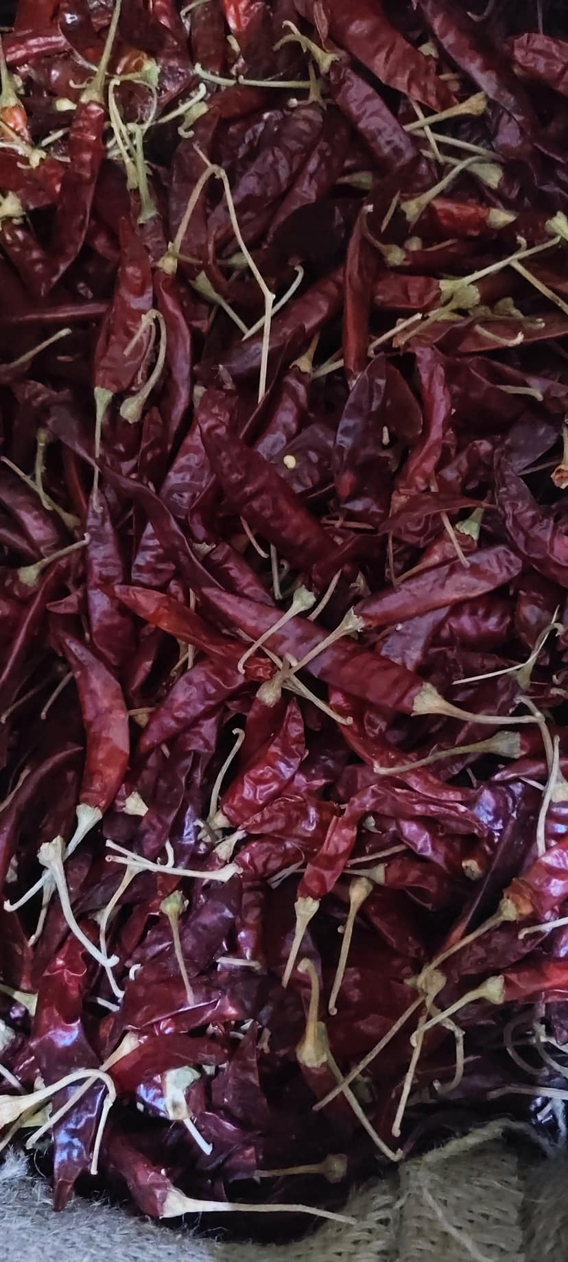 Red chilli Guntur