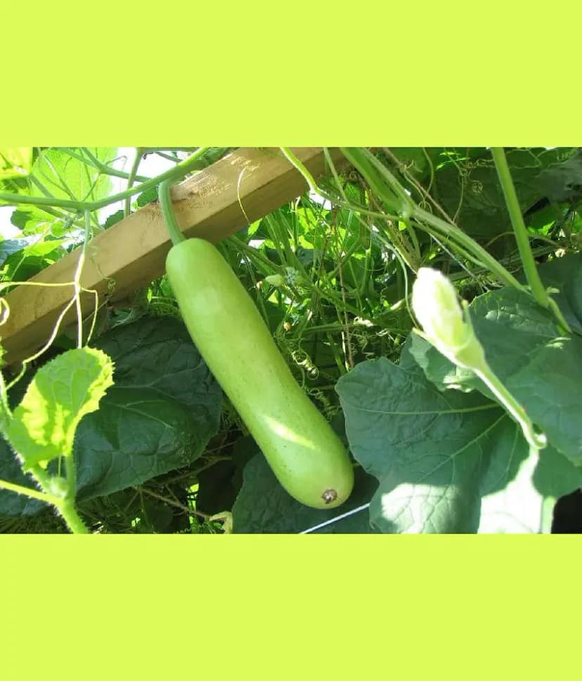 F1 Hyb. Elina Bottlegourd Seeds Seed(10 per packet)