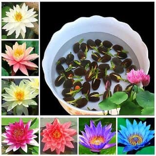 All Season Hybrid Japanese Lotus Flower Seeds PACK OF 10