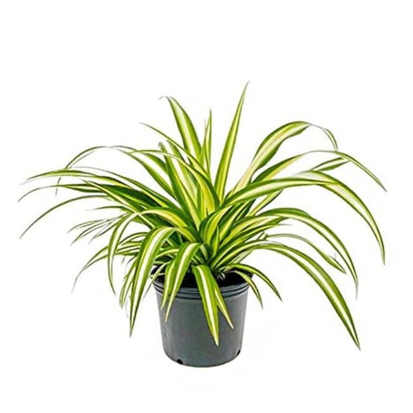 Grass Plant