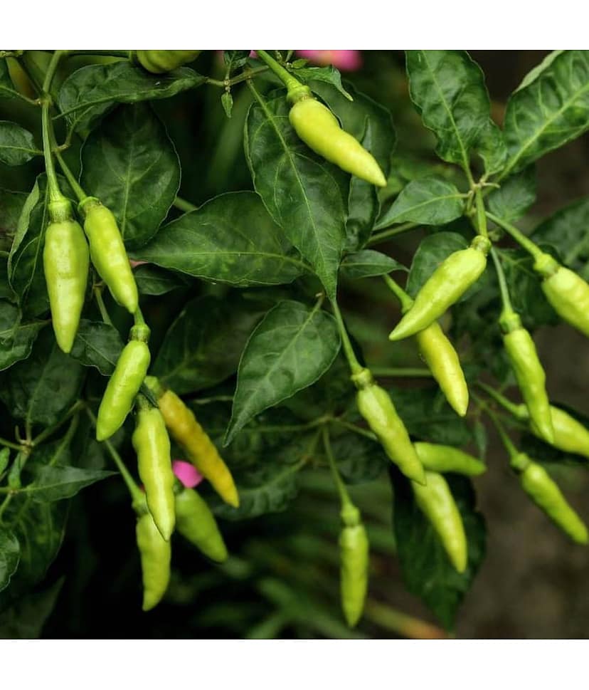 homeagro - Chilli Vegetable ( 50 Seeds )