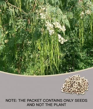ROYAL PARADISE GARDEN PKM1 Rare Moringa oleifera Long Drumstick High Yielding 20 Seeds