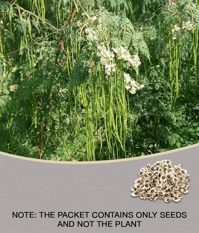 ROYAL PARADISE GARDEN PKM1 Rare Moringa oleifera Long Drumstick High Yielding 20 Seeds