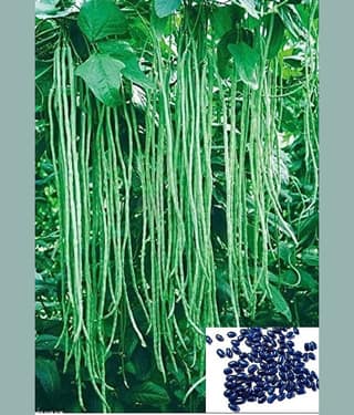 homeagro- French Beans Vegetable Seeds (Pack of 50)