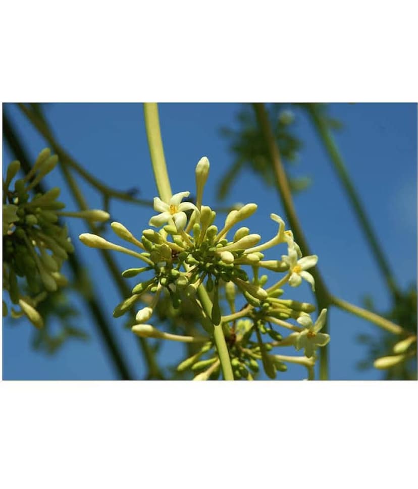 Red Lady Papaya Pack of 40 Seeds + Instruction Manual view 2