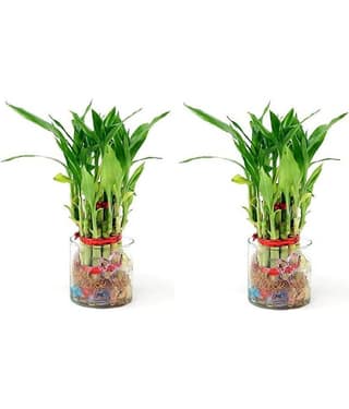 Green plant indoor - Green Wild Artificial Flowers With Pot ( Pack of 2 )