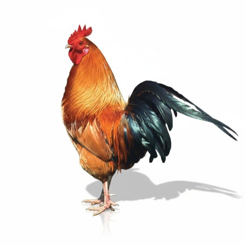 Fresh Farm Chicken - 1 kg - 1 unit of whole chicken view 4