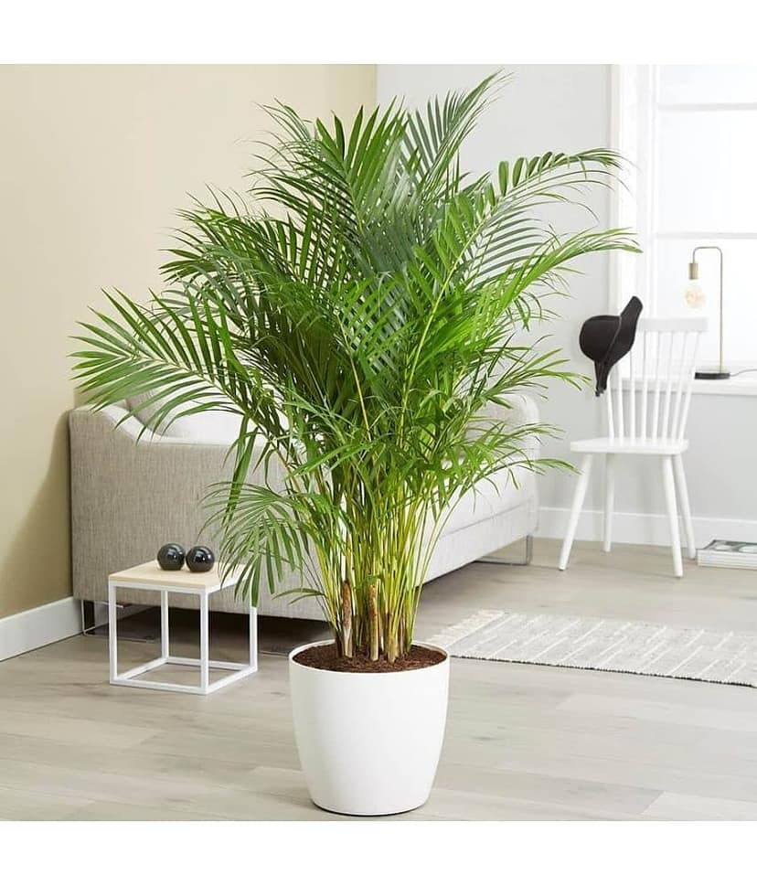 ARECA PALM ORNAMENTAL TREE - 5 SEEDS PACK WITH FREE POTTING SOIL AND USER MANUAL FOR INDOOR AND OUTDOOR HOME AND TERRACE GARDENING USE LOW PRICE AT SNAPDEAL ONLINE SHOP