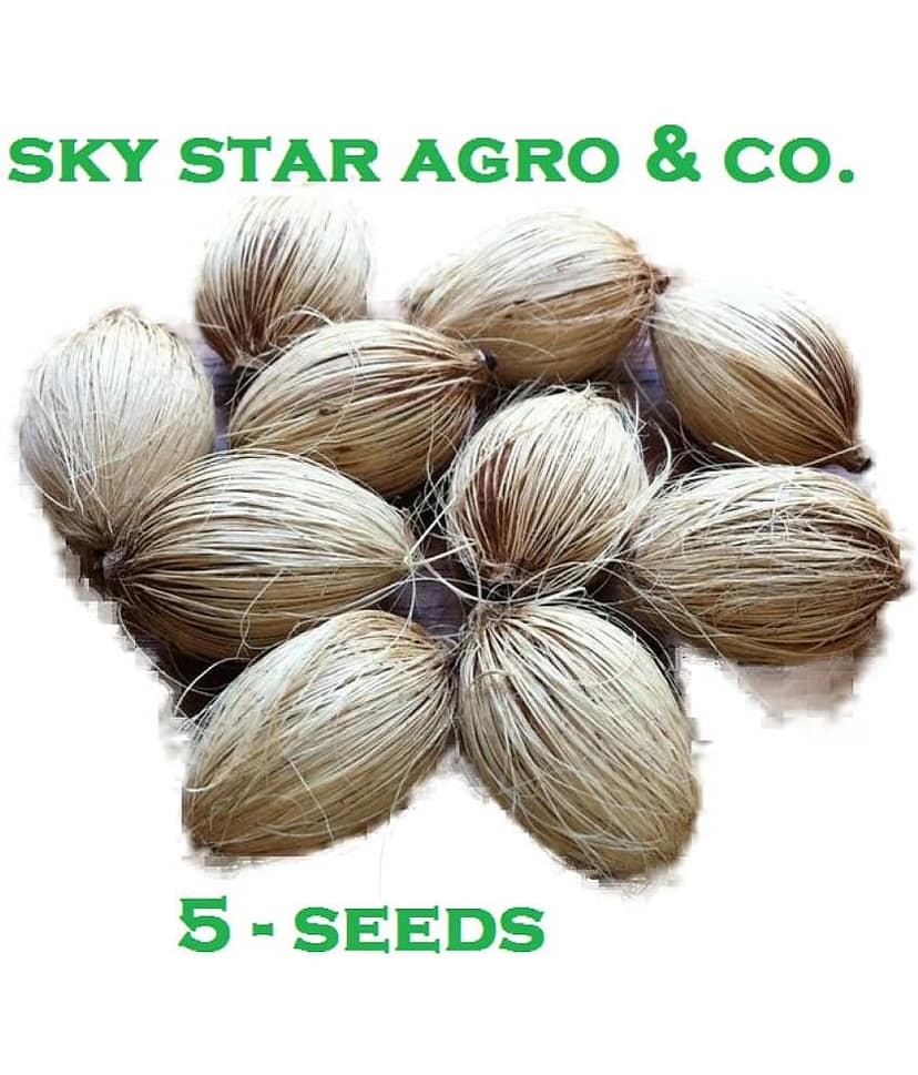 ARECA PALM ORNAMENTAL TREE - 5 SEEDS PACK WITH FREE POTTING SOIL AND USER MANUAL FOR INDOOR AND OUTDOOR HOME AND TERRACE GARDENING USE LOW PRICE AT SNAPDEAL ONLINE SHOP view 2