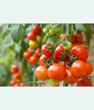 homeagro - Tomato Vegetable ( 100 Seeds )