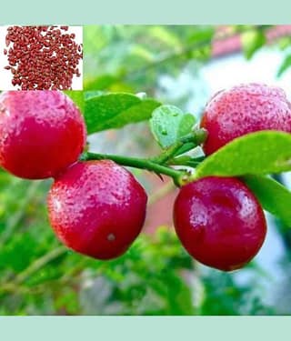 Rare Red Lemon (Australian Red Lime) 10 seeds