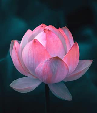 Lotus Flower 1 Pc