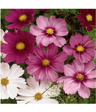 Cosmos Flower Best Mixed Plant Seeds For Home Garden | Pack of 20 Seeds