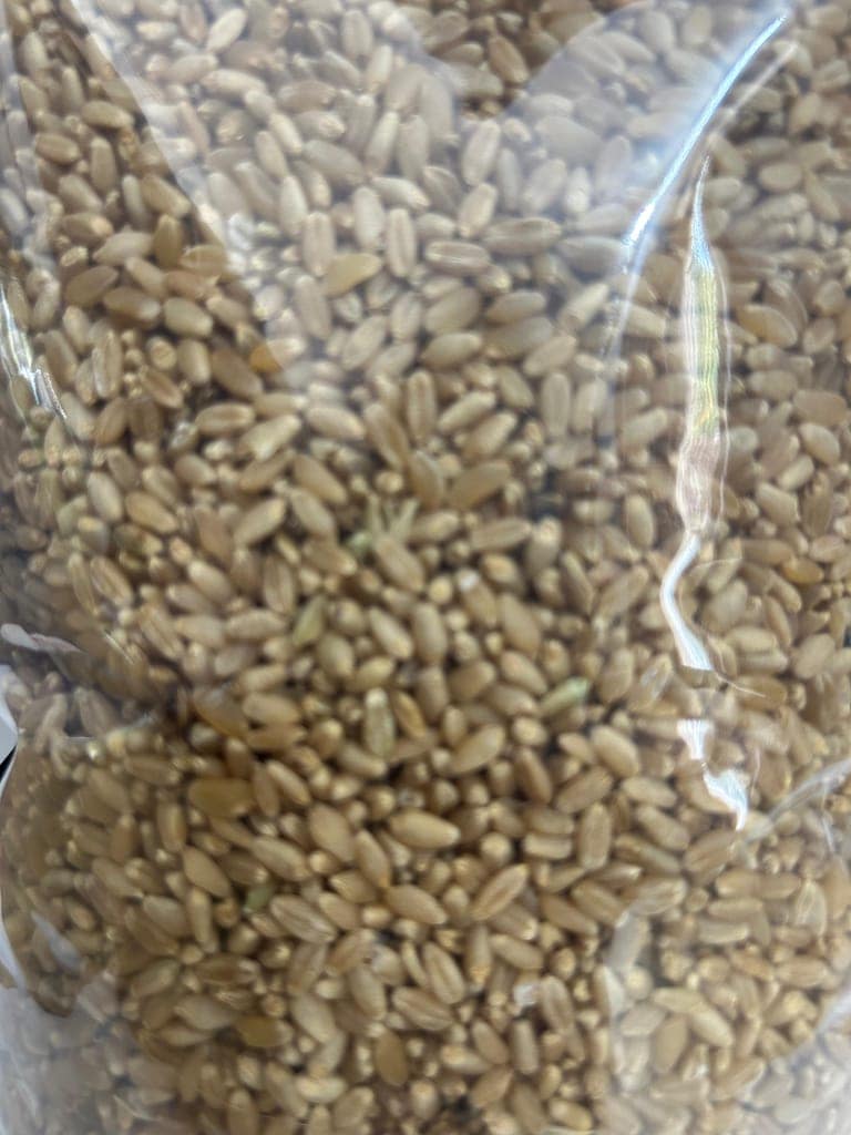 Wheat grains cleaned view 3