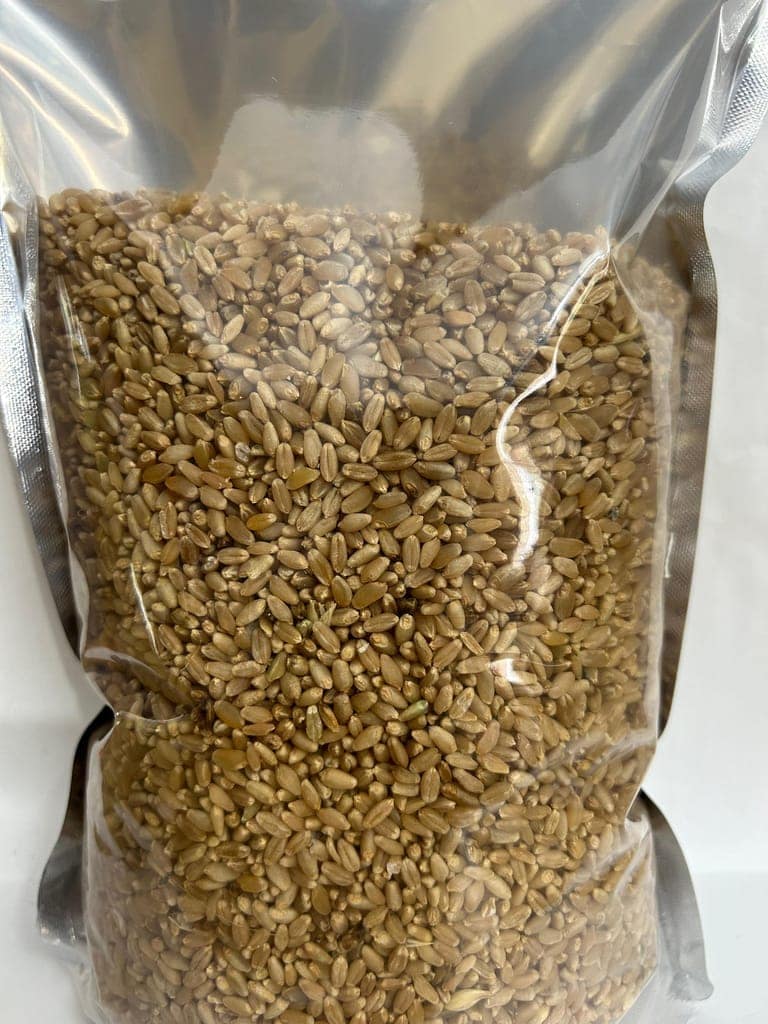 Wheat grains cleaned view 4