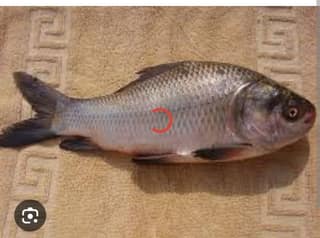 Rohu - 0.9 gm