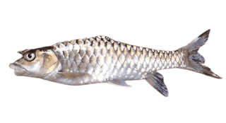 Dried Kotri Fish ( Mahseer)