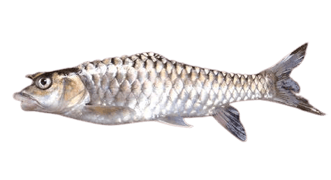 Dried Kotri Fish ( Mahseer)