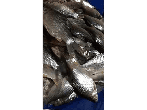 Dried Kotri Fish ( Mahseer) view 3