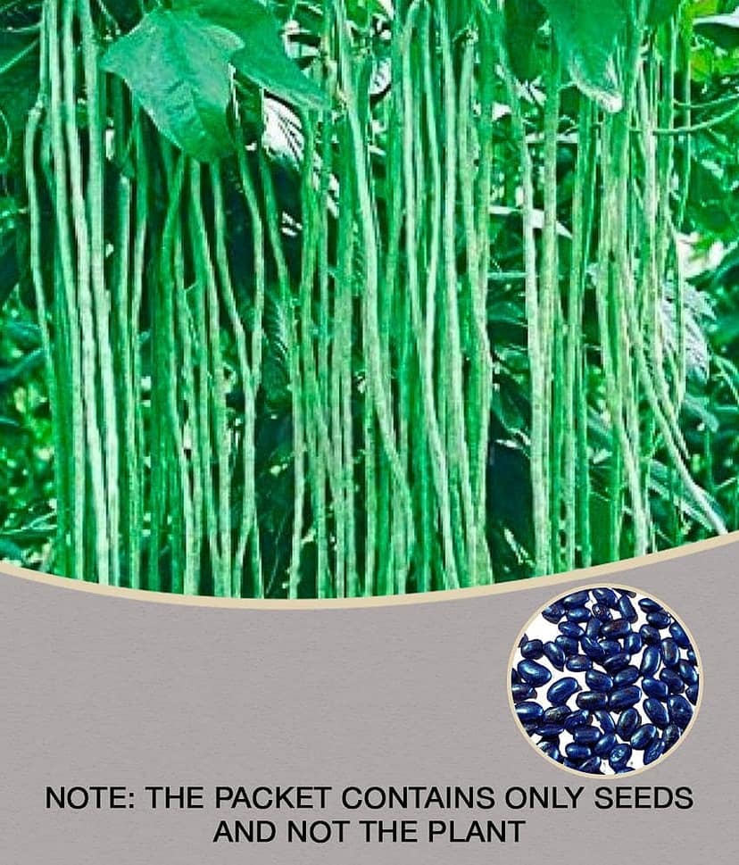 homeagro - French Beans Vegetable Seeds (Pack of 25)