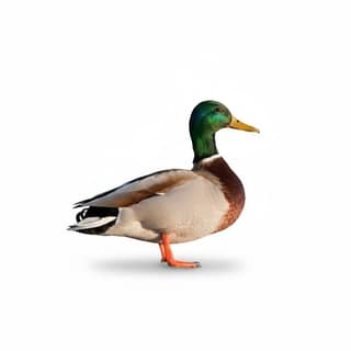 Whole Duck - 1 kg - One whole duck