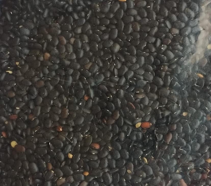 BLACK HORSE GRAM view 4