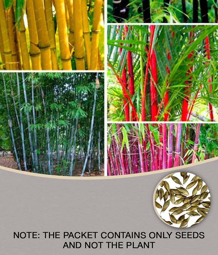 homeagro - Bamboo Plant ( 20 Seeds )