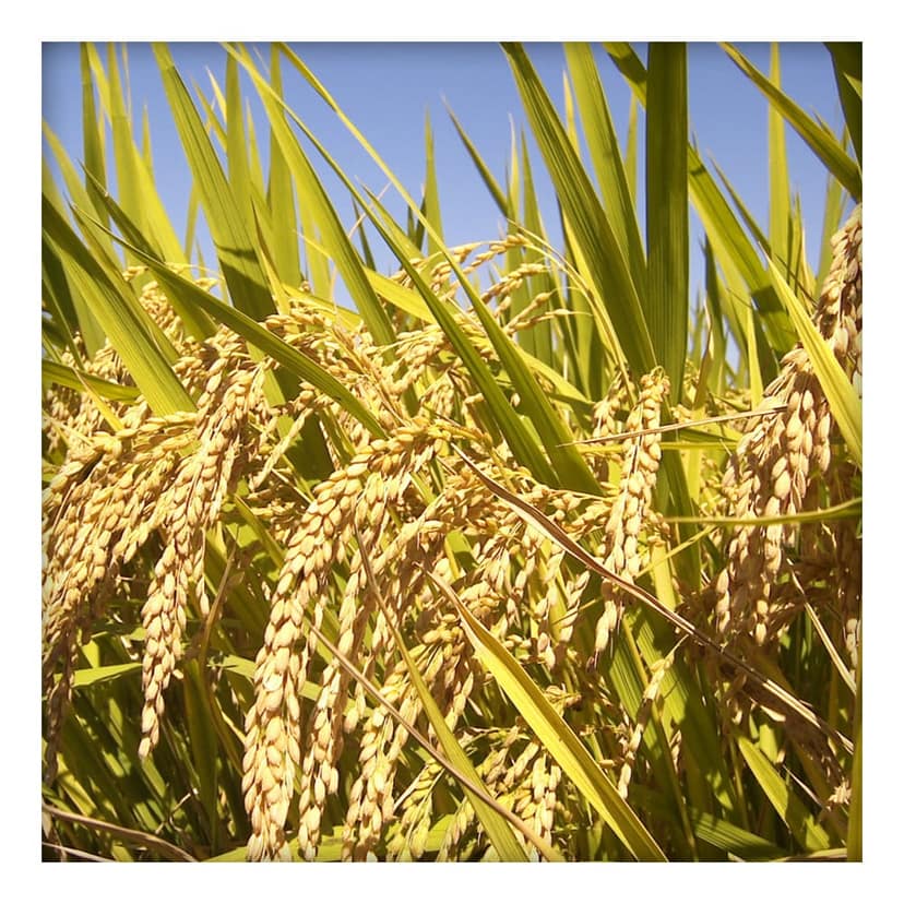 Premium Aromatic Rice (Chindi Kapur) 500 Gms view 3