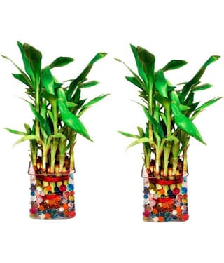 Green plant indoor - Green Wild Artificial Flowers with Basket ( Pack of 2 )