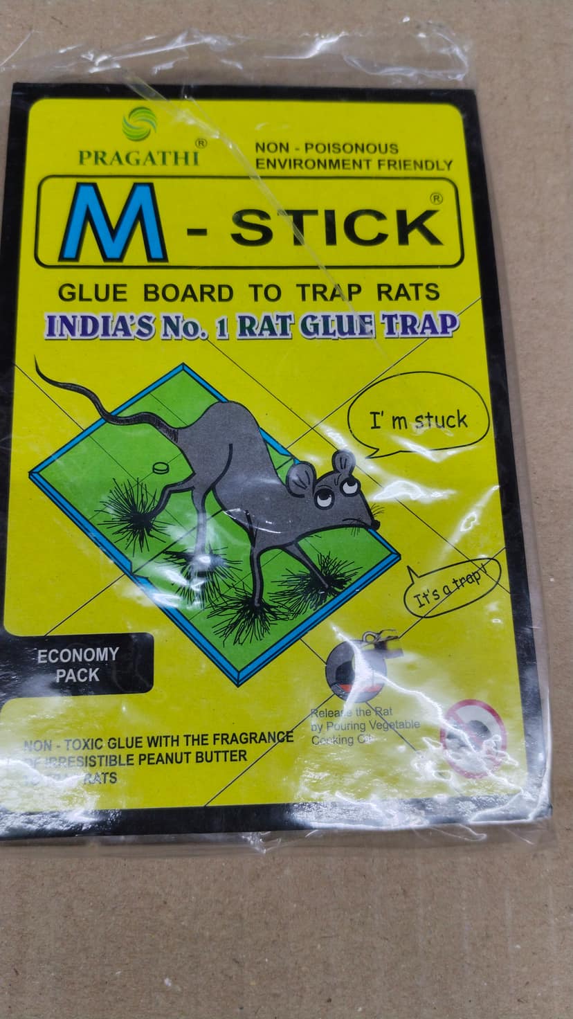 M stick glue board to trap rats