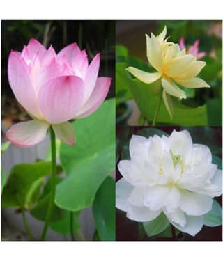 AGREY 3 colors mixing bowl lotus seeds 10 SEEDS