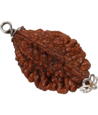Astrodidi 2 Mukhi Rudraksha With Lab Certificate
