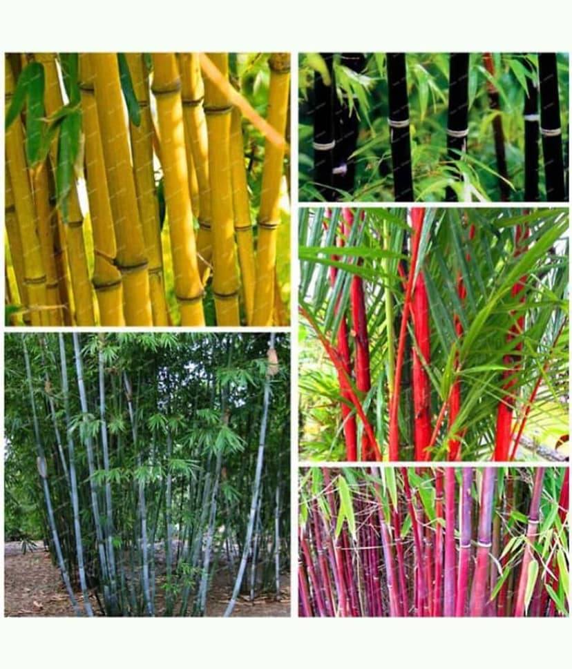 homeagro - Bamboo Plant ( 20 Seeds )