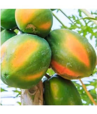 garden plants Thai Papaya Hybrid Variety Dwarf Fruit 50 Seeds + Instruction Manual