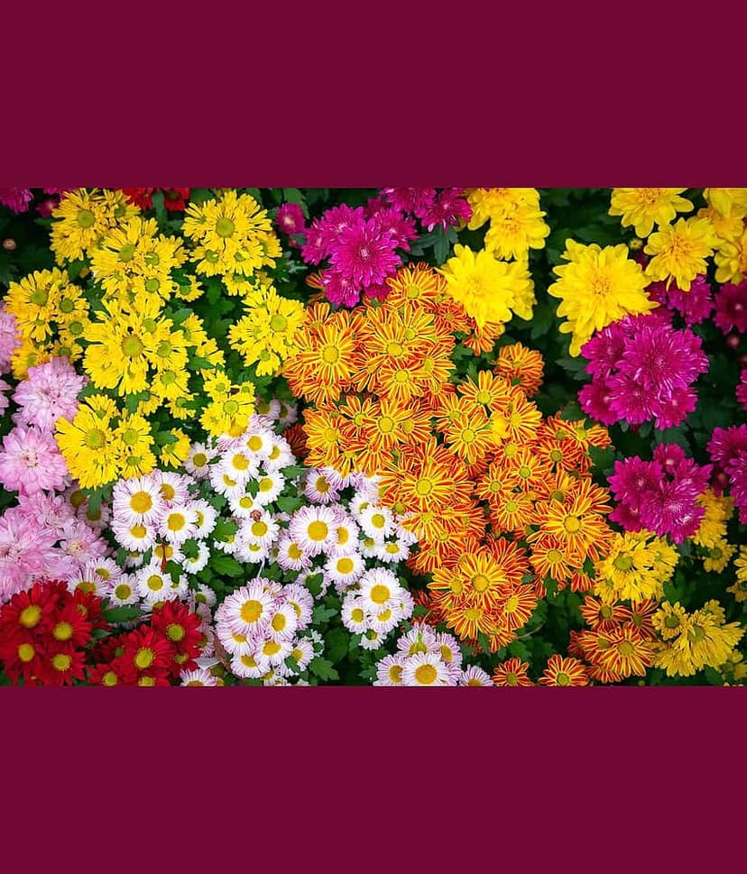 homeagro - Chrysanthemum Flower ( 50 Seeds )