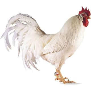Fresh Whole Chicken - 1 kg - One whole fresh chicken