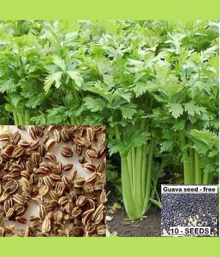 homeagro - Celery Vegetable ( 100 Seeds )