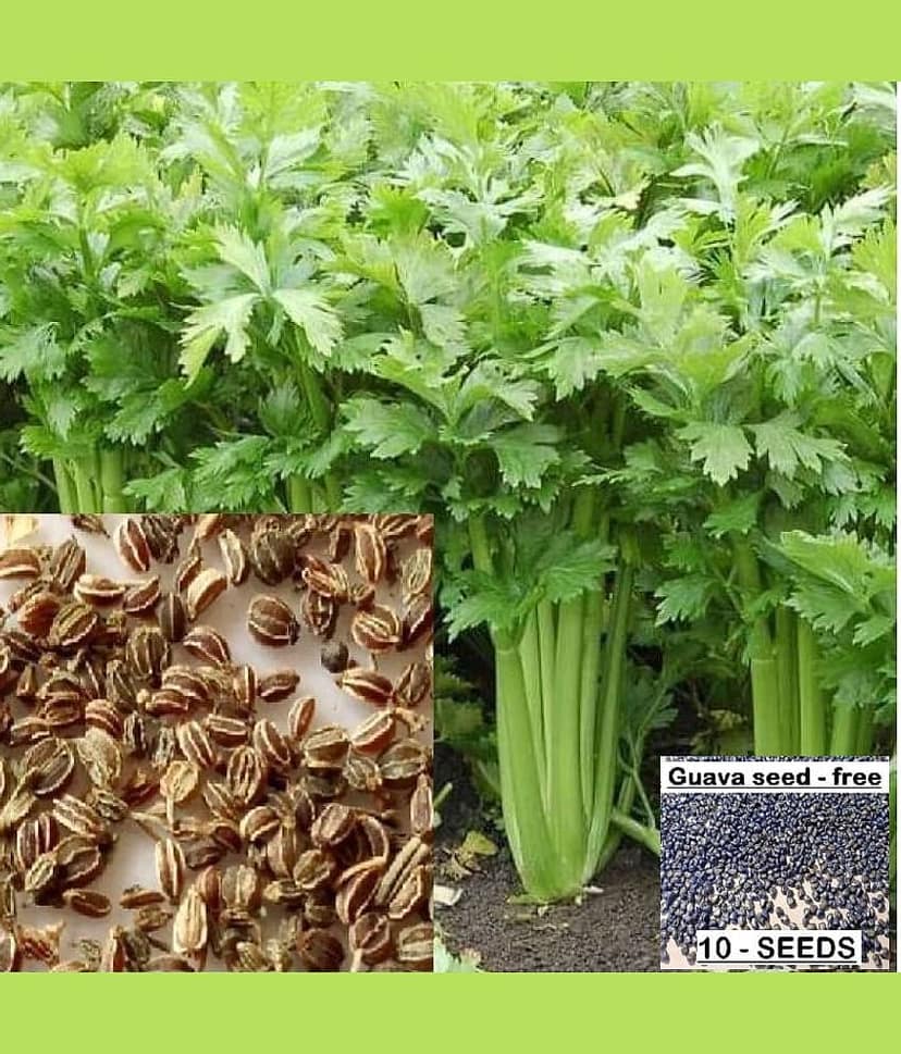 homeagro - Celery Vegetable ( 100 Seeds )