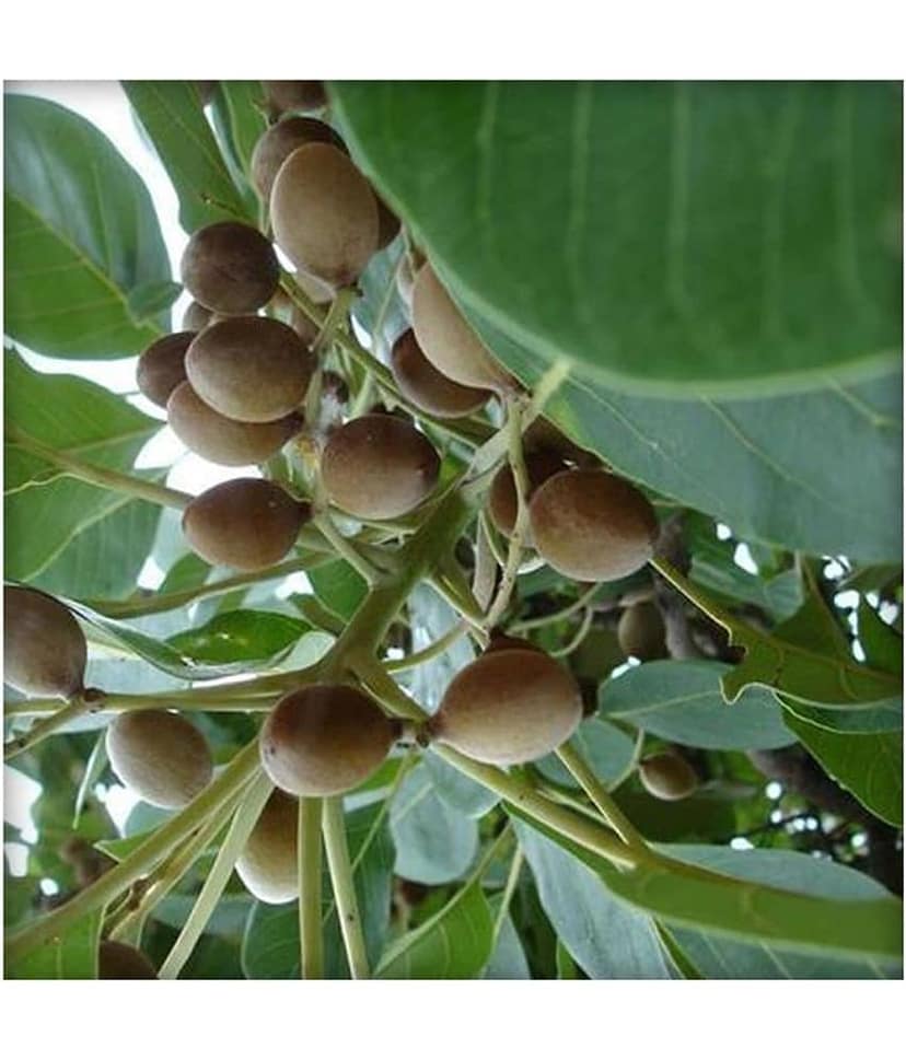Ekgaon Bahera Powder (Terminalia belerica) 200 gm view 3