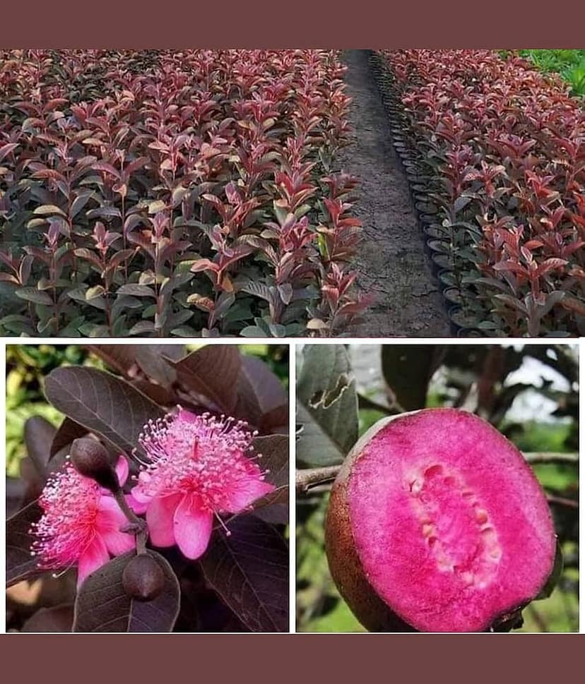 Cloud Farm Outdoor Guava Fruit Plant Pack of 1 view 2
