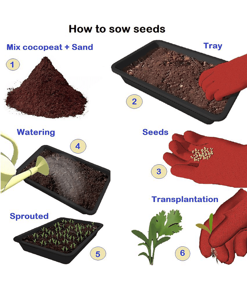 cucumber Vegetable F1 hybrid seed ( pack of 50 seeds) view 2