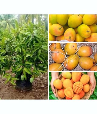 Cloud Farm Outdoor Mango Fruit Plant Pack of 1