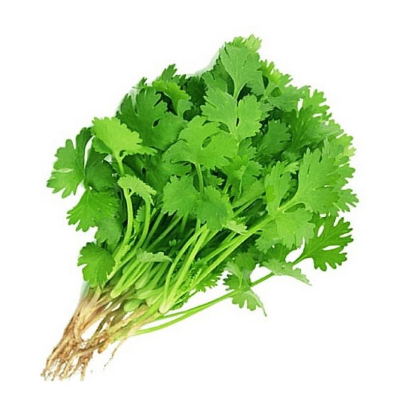 Coriander Leaves Whole Bunch