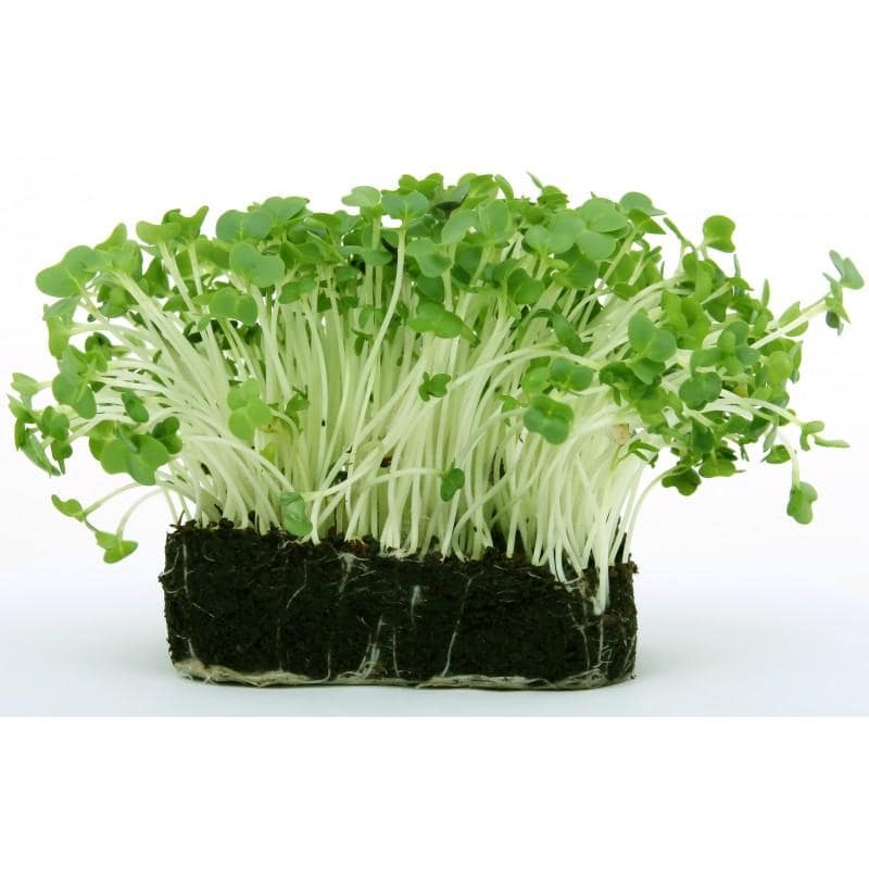 SS RADISH MICRO GREENS