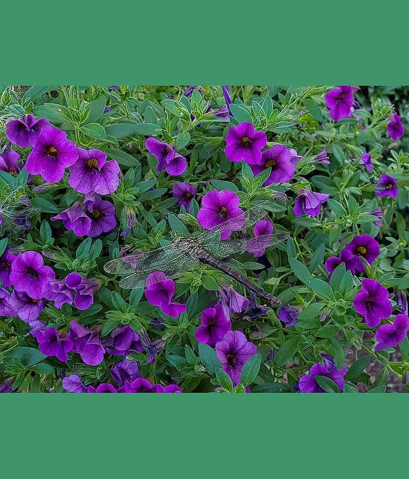 homeagro - Petunia Mixed Flower ( 50 Seeds )