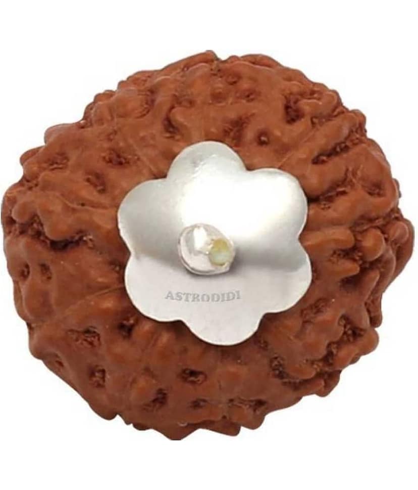 Astrodidi 9 Mukhi Rudraksha With Lab Certificate (Indonesian Java Rudraksha Approx 15 Mm Small Size) view 2